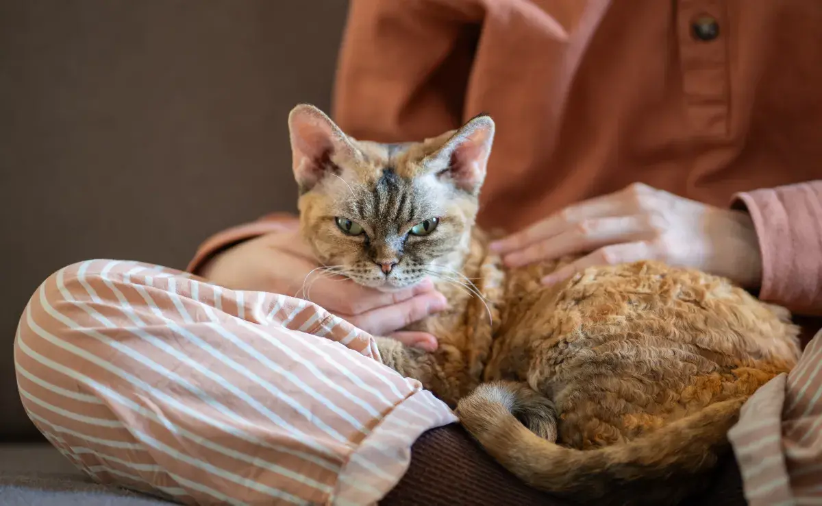 ¿Cómo calmar una gata en celo? | Patas en Casa